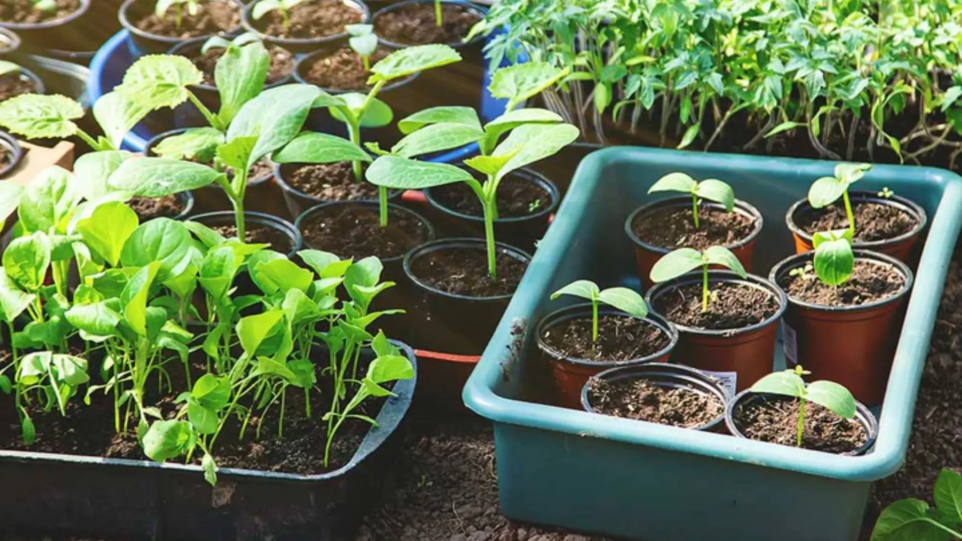 Rows of small green seedlings in pots and trays sit on soil.
