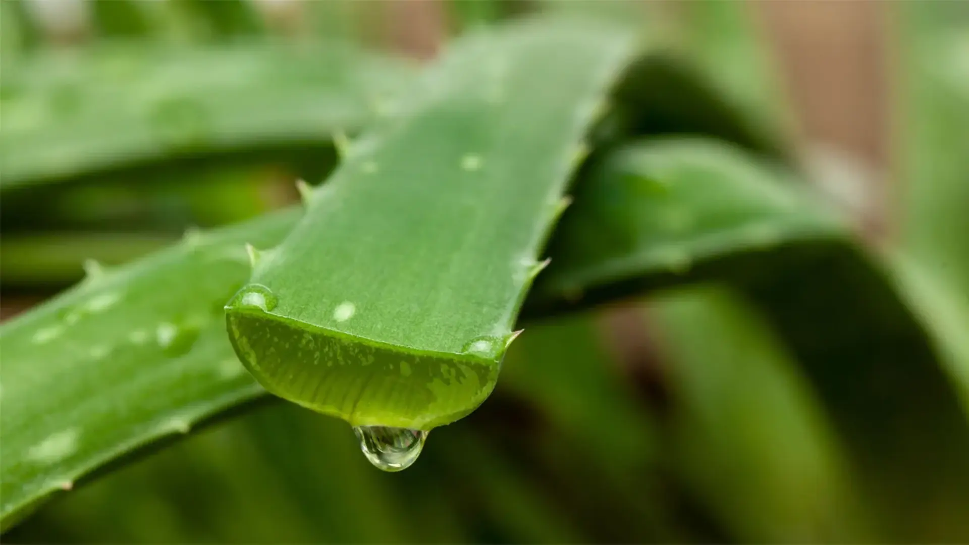 types-of-aloe-plants
