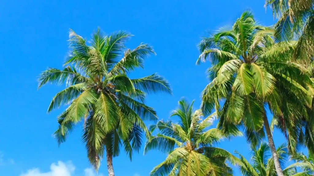 types-of-palm-trees