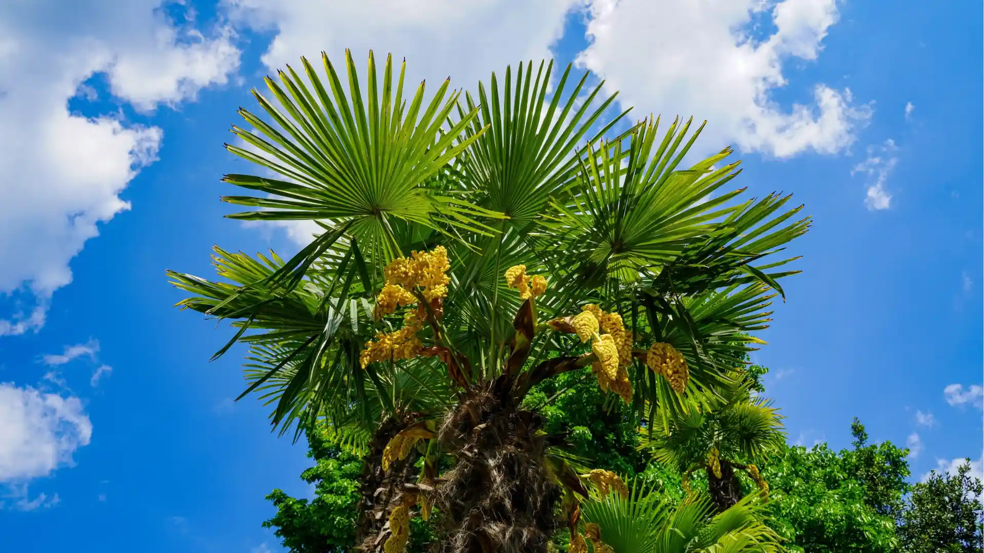 Close-up of a palm tree with bright yellow flowers against a vibrant blue sky with white clouds.