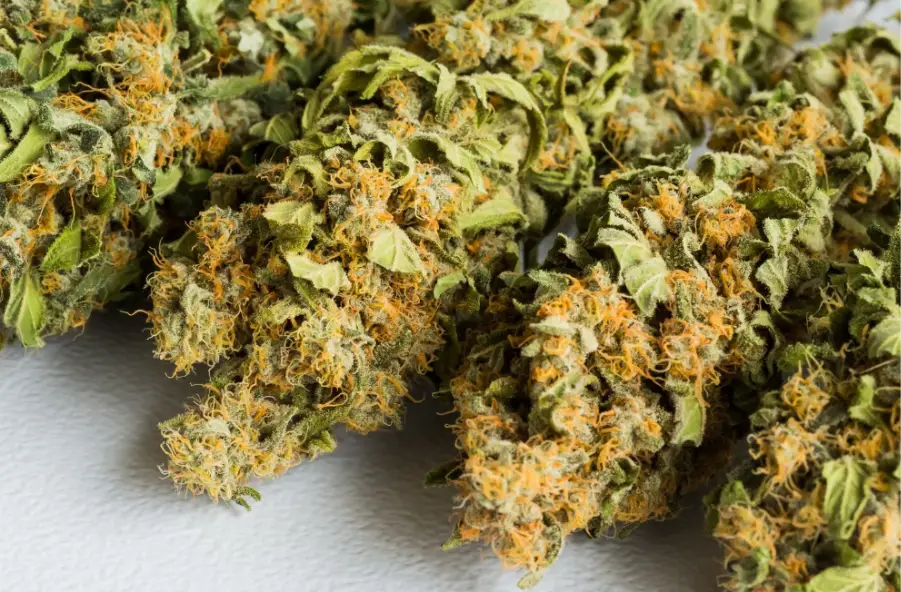 Dried cannabis buds with orange pistils on a light gray surface