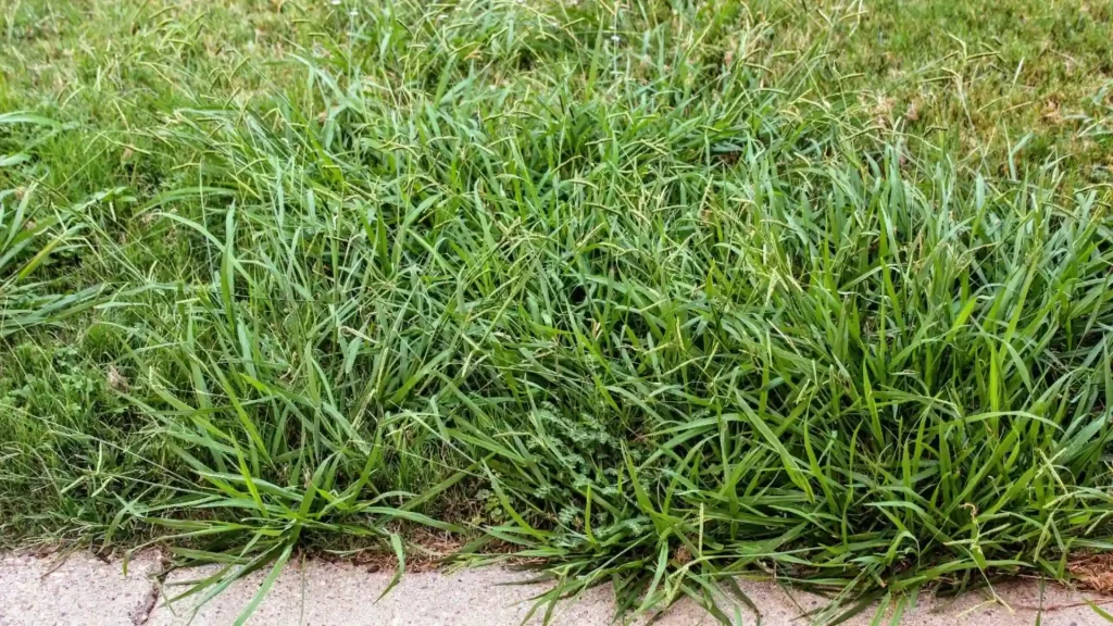 Crabgrass and other weeds grow thickly along a concrete sidewalk edge.
