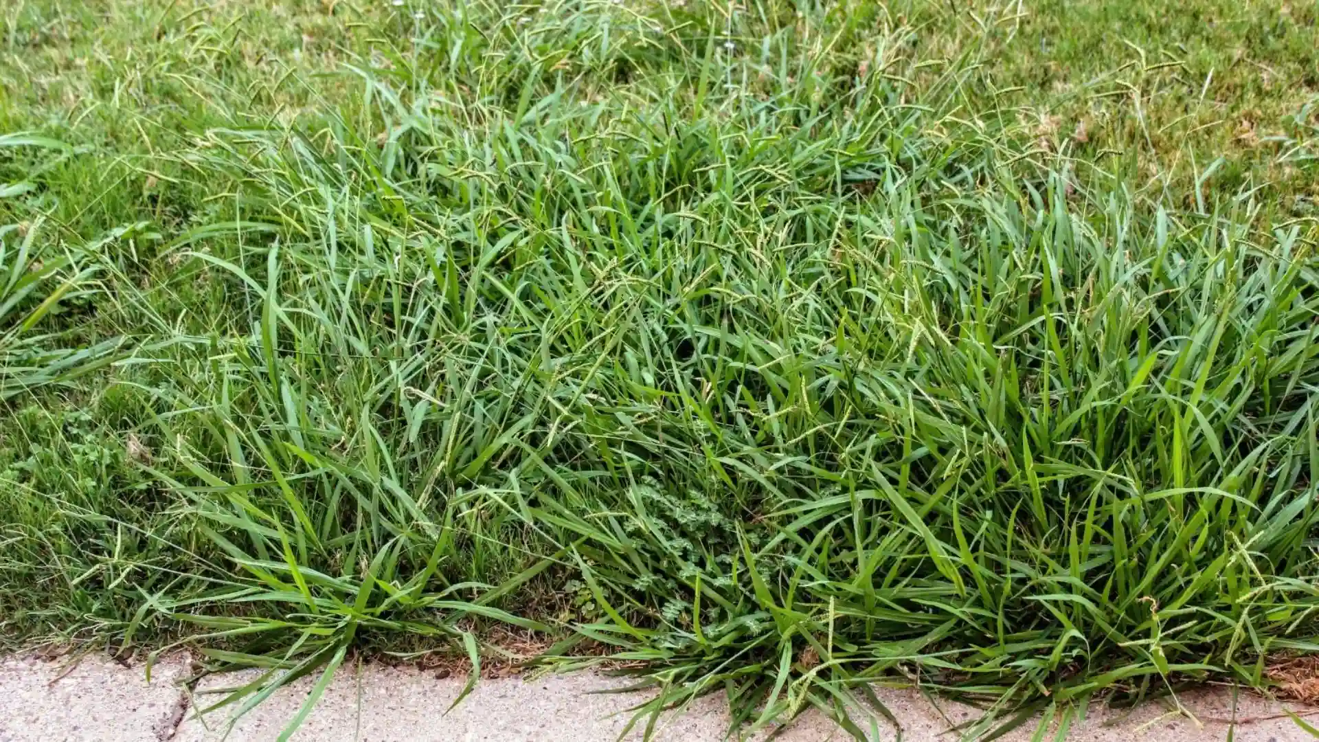 Crabgrass and other weeds grow thickly along a concrete sidewalk edge.