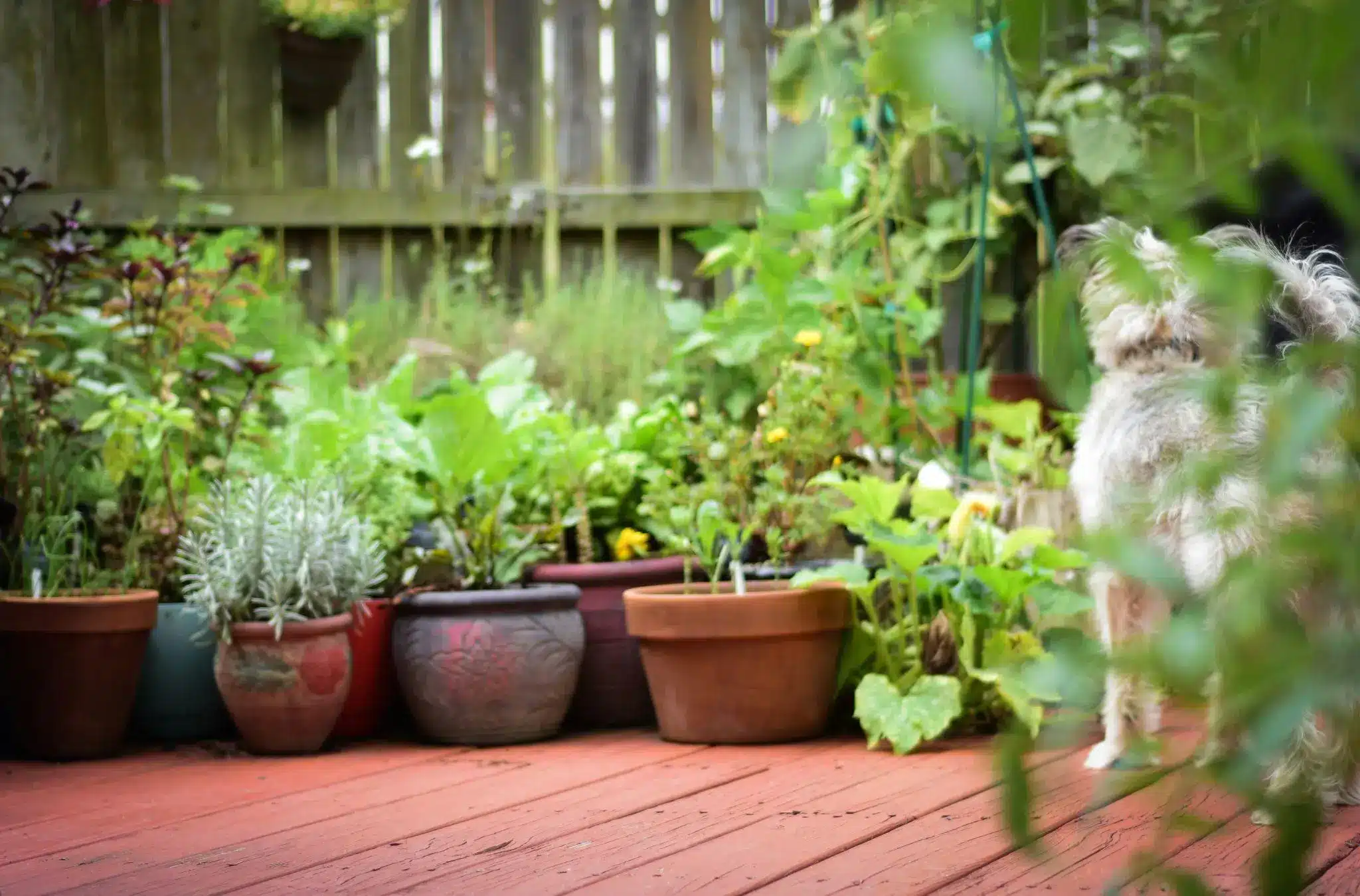 Potted plants on wooden deck with small dog in lush garden setting