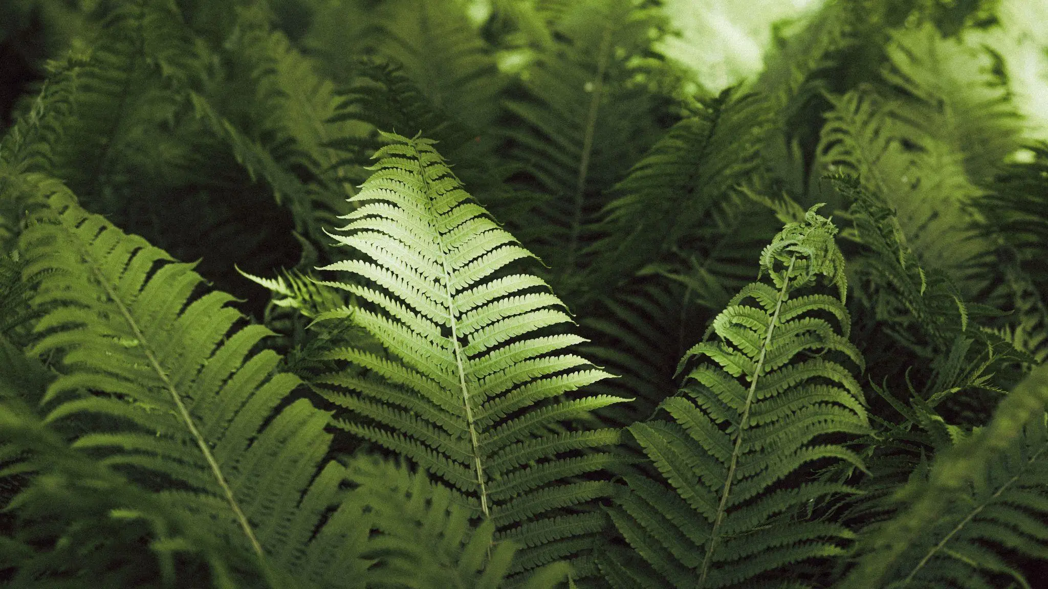 Close-up of lush green ferns in a shaded outdoor setting