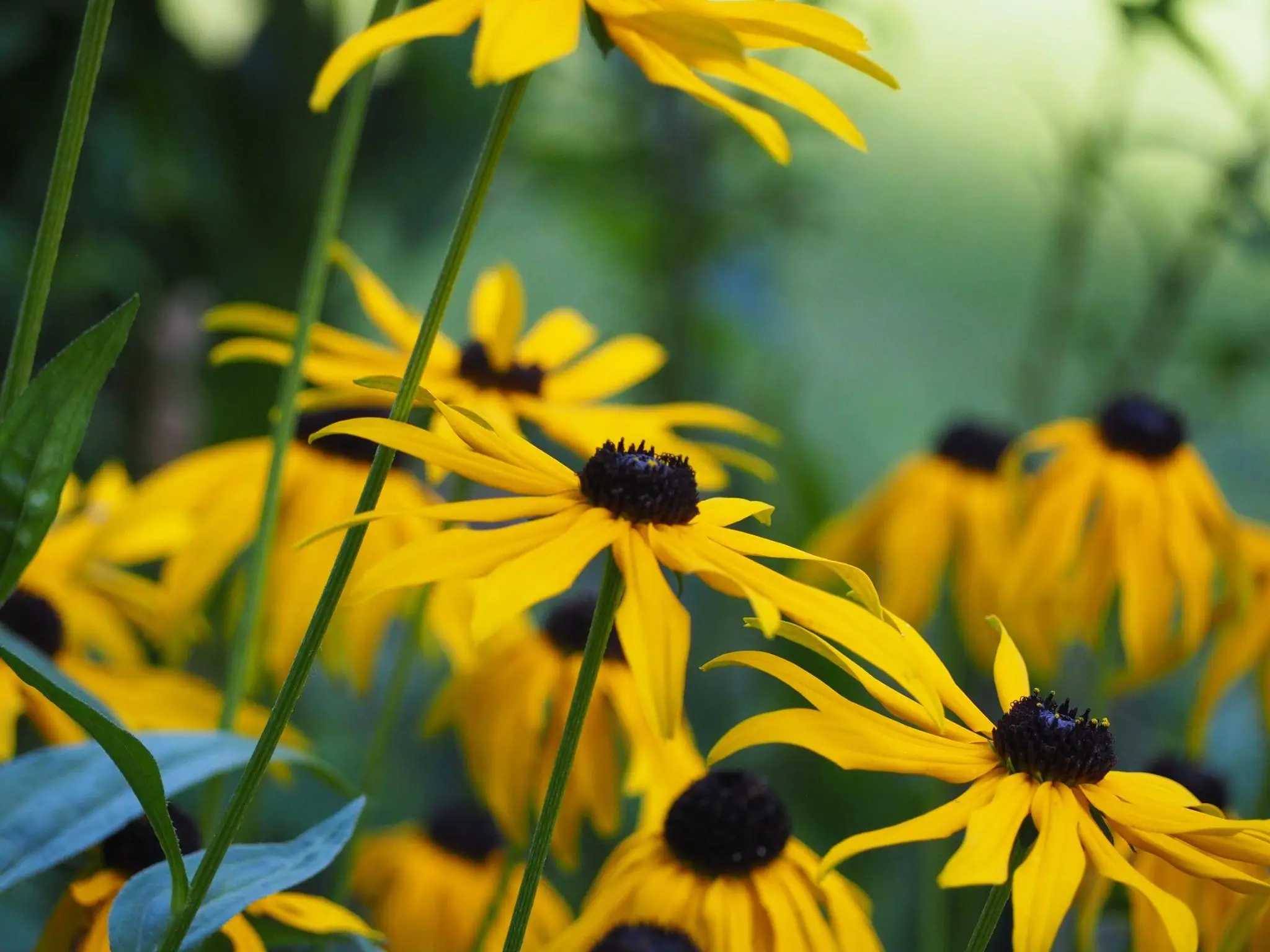 Yellow coneflowers with dark centers in lush green garden setting