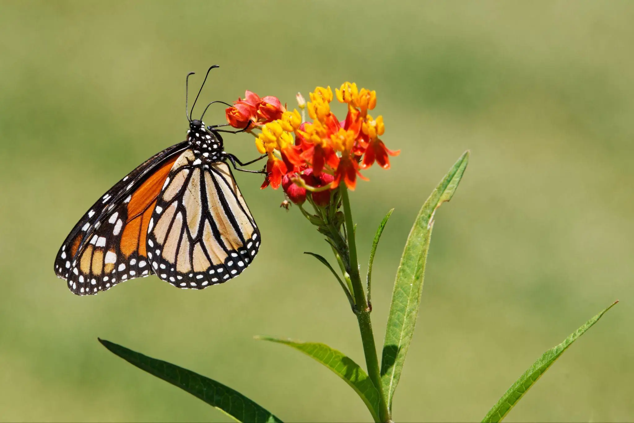 Monarch butterfly perched on vibrant orange and yellow flower in sunny outdoor setting
