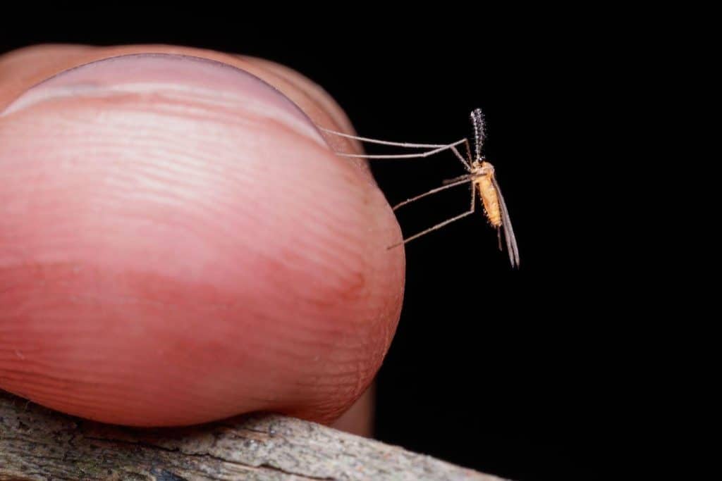 Is Mosquito Spraying Safe?