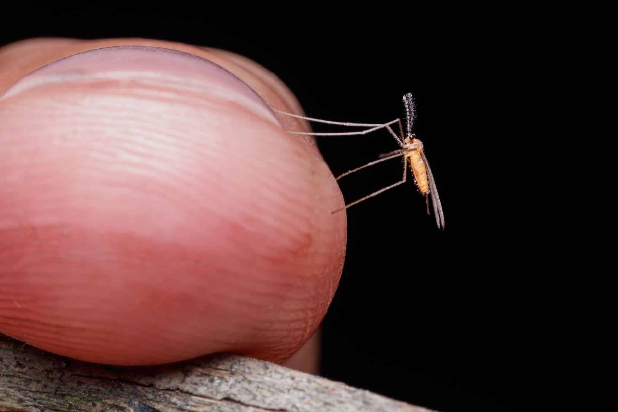Is Mosquito Spraying Safe?