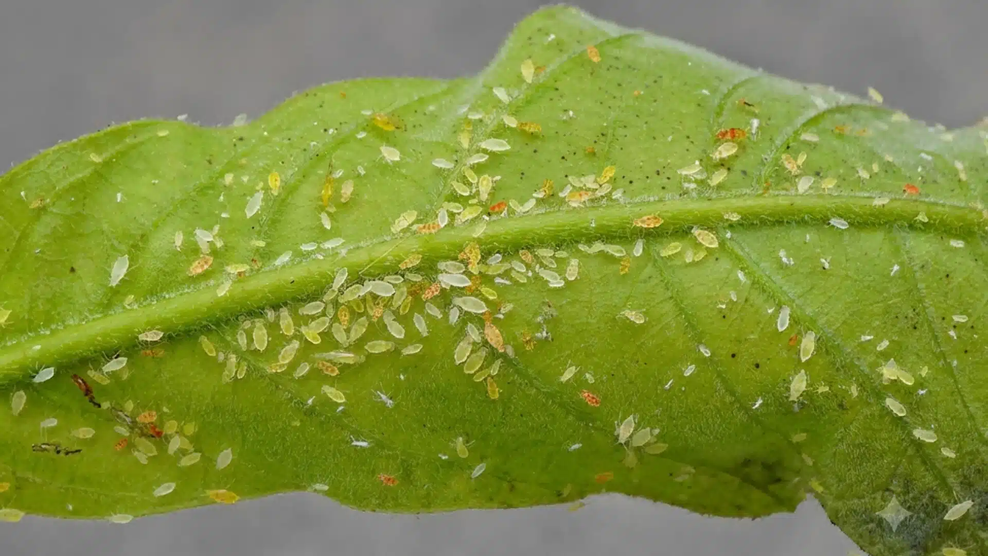 A close-up of a green leaf infested with numerous aphids, showcasing their presence on the leaf's surface