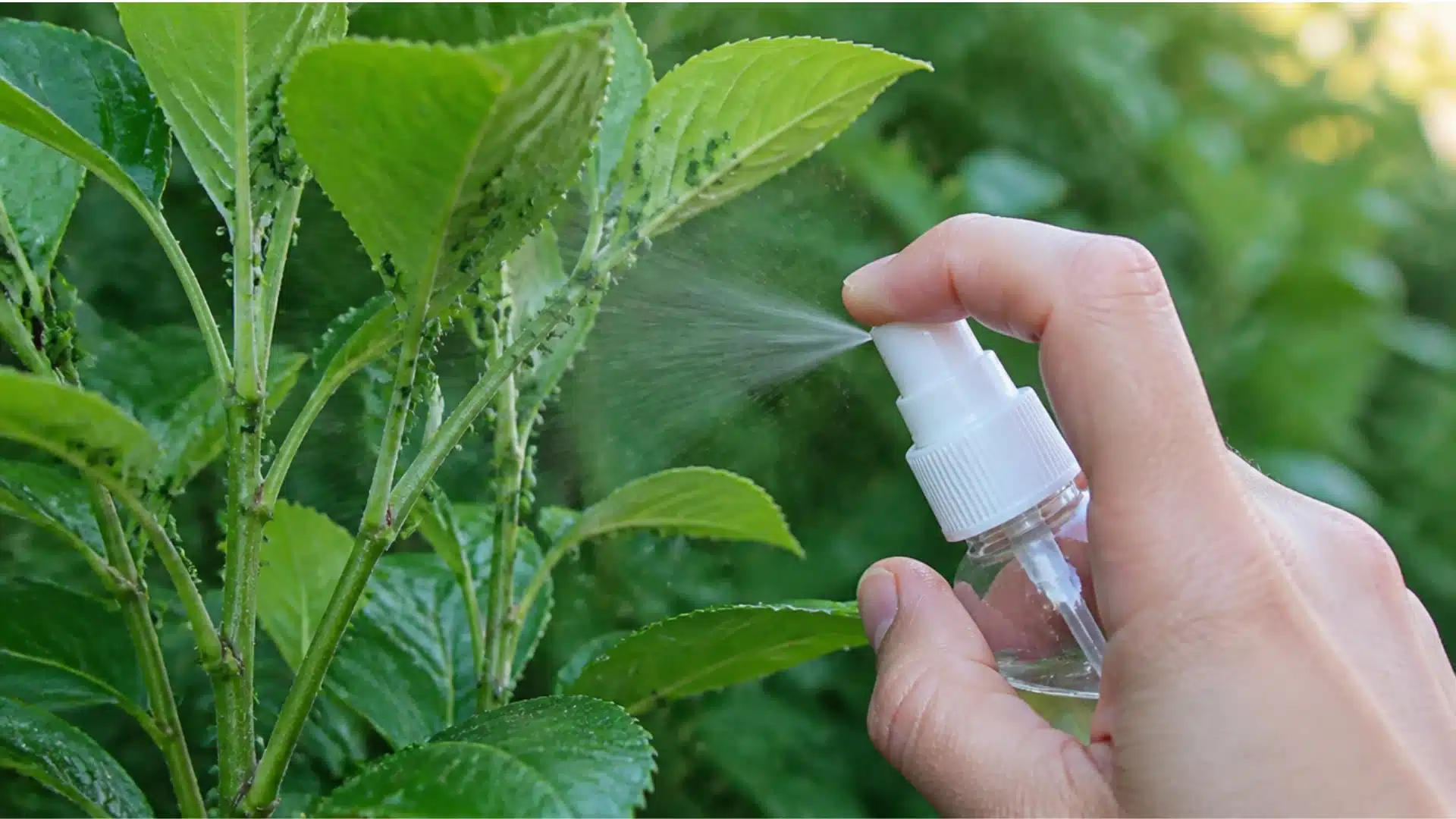 A person using a spray bottle to apply water on a plant to remove aphids.
