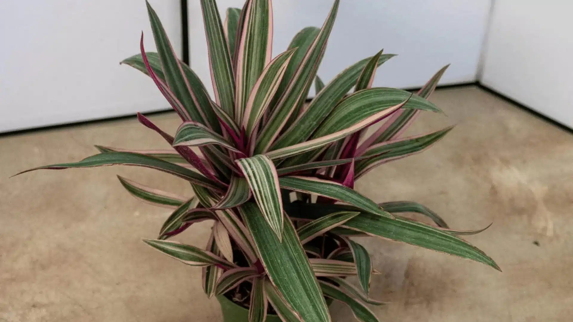 A potted plant with long pointed green leaves striped in cream and pink, arranged densely against a white wall and beige floor.