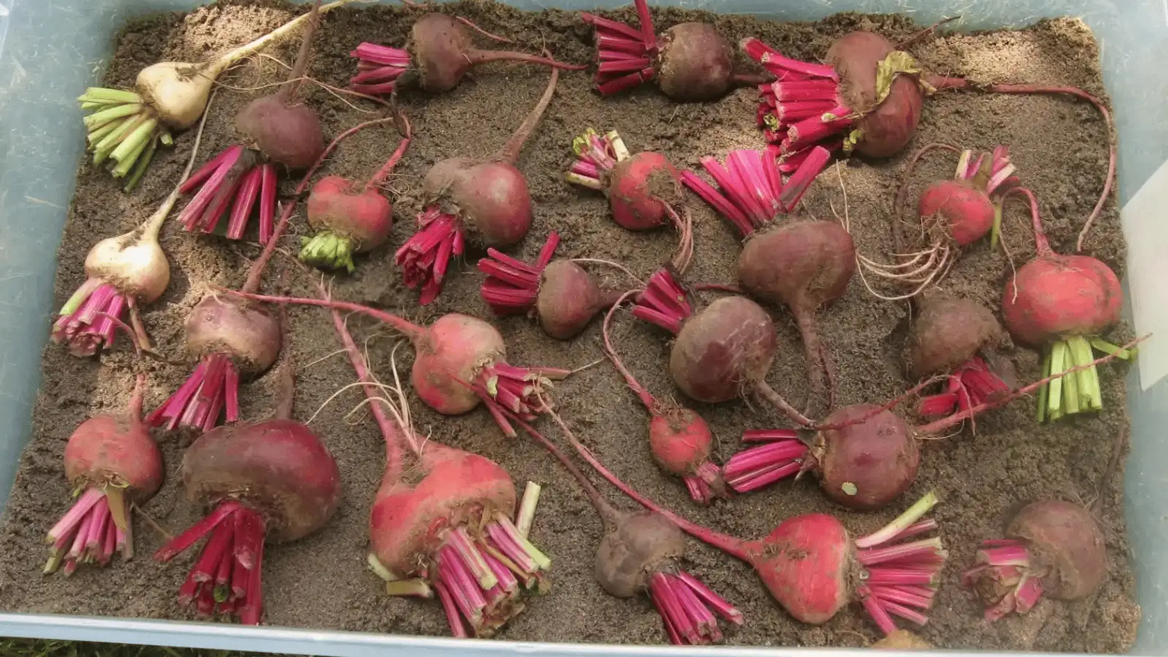 Assorted red and golden beets with leafy stems arranged on dark soil in a shallow tray.