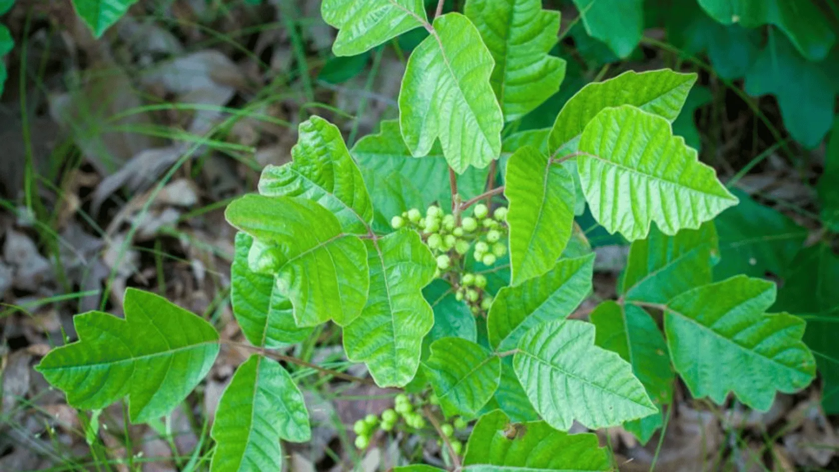 Bright green leafy plant with clusters of small round green berries growing in a forested understory.