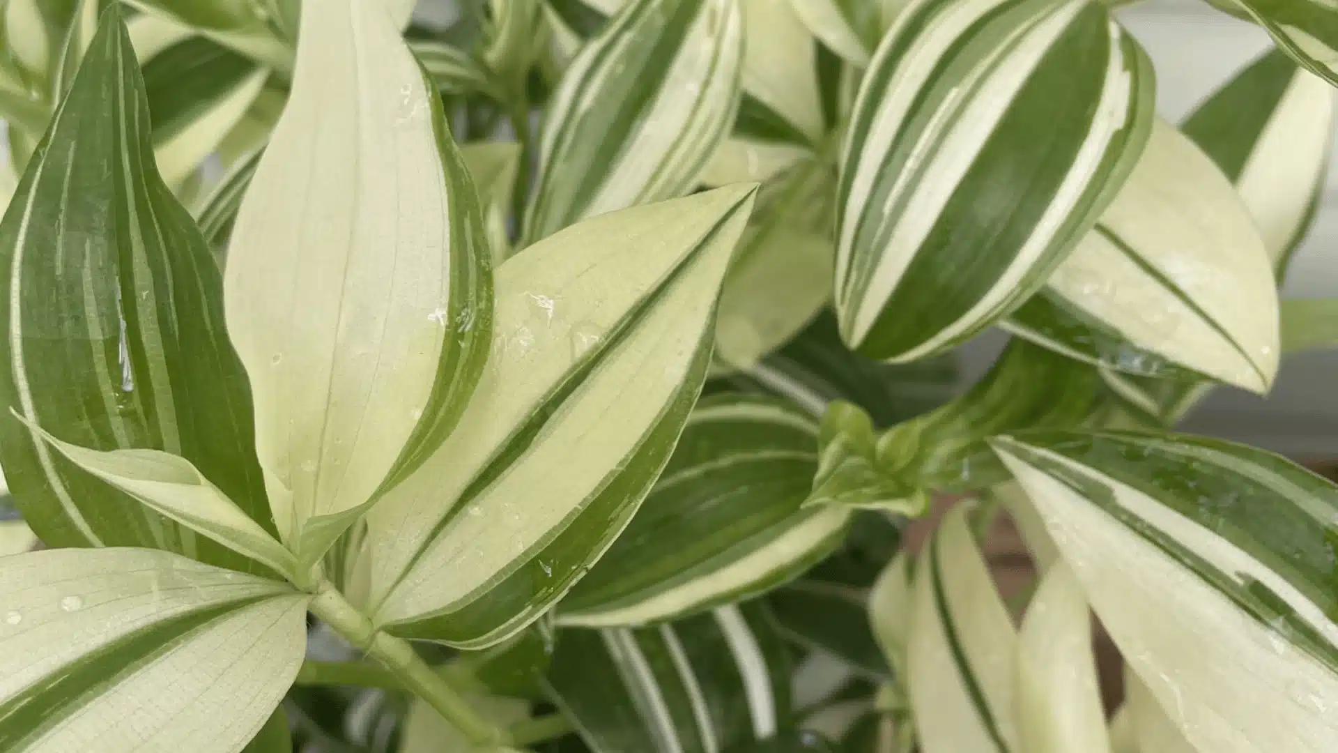 Close-up of a leafy houseplant with broad green and cream-striped leaves, some dotted with water droplets.