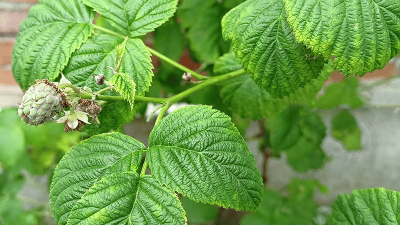 Close-up of a raspberry plant with textured green leaves and an unripe raspberry cluster growing against a brick wall.