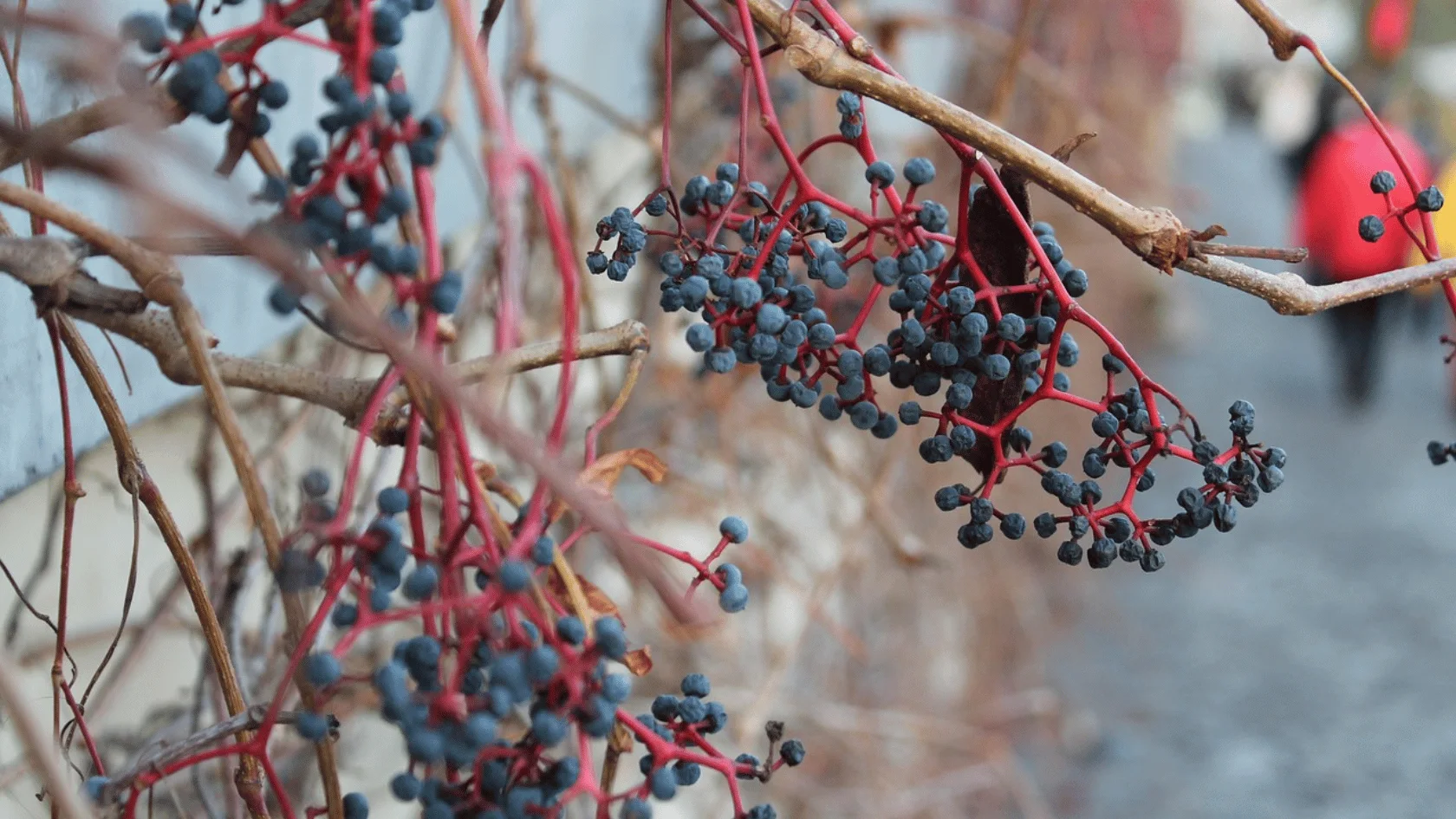 Clusters of dark blue berries hang from vivid red stems on woody branches against a softly blurred outdoor background.