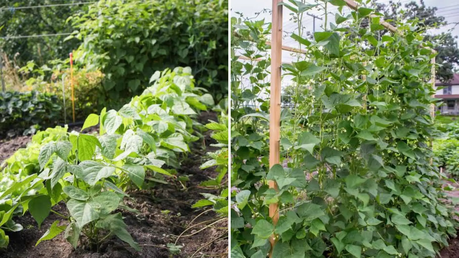 Comparison of bush beans and pole beans growing in a garden setup, showcasing their different growth patterns and arrangements.