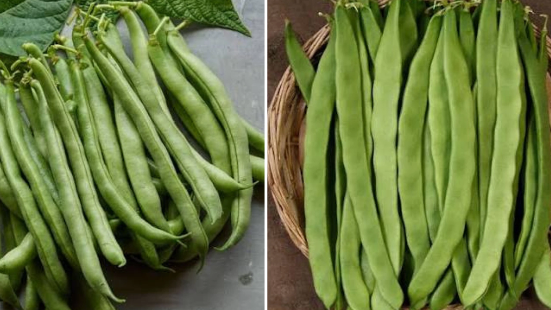 Comparison of bush beans and pole beans, showcasing their different growth patterns and structures.