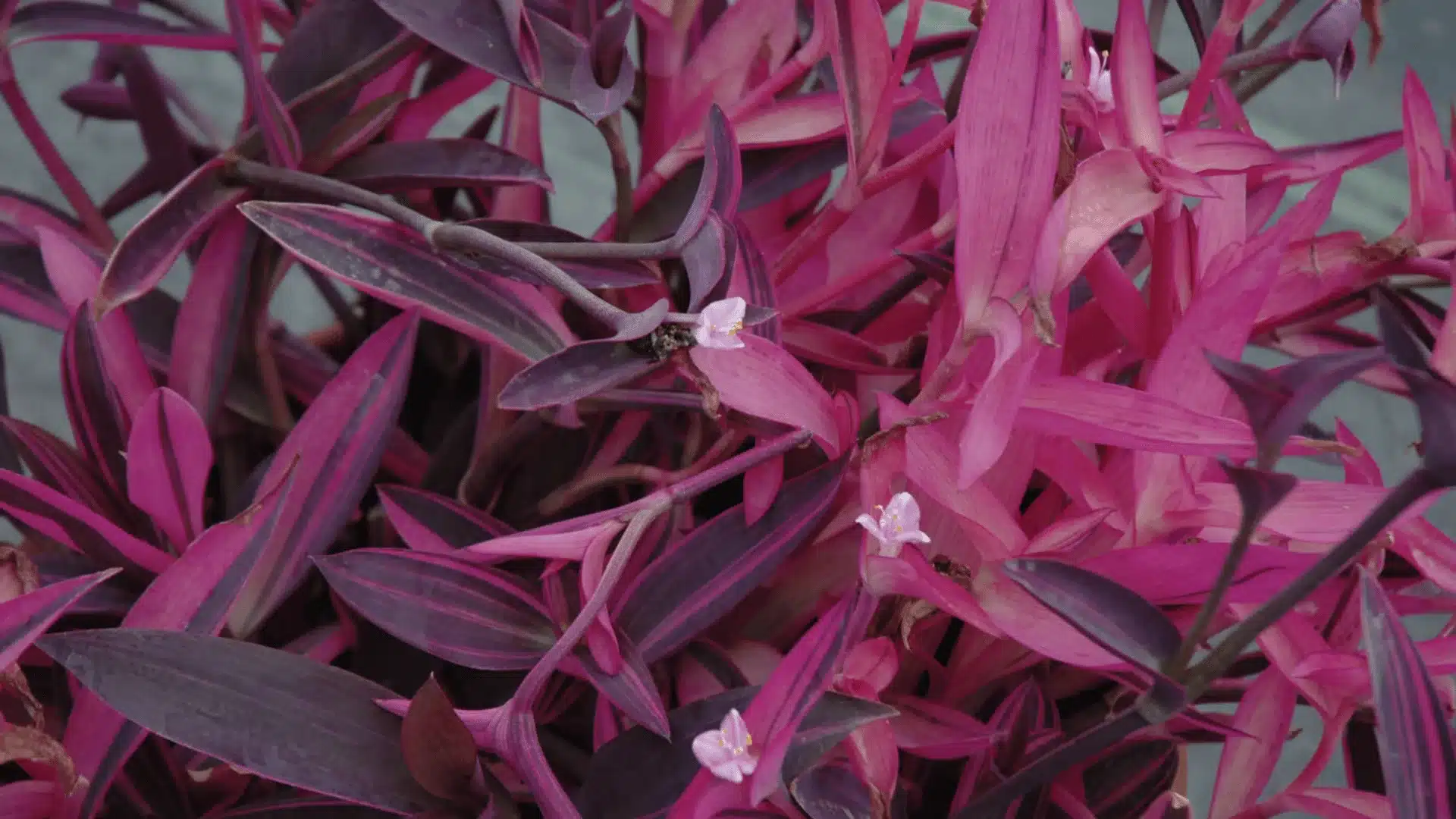Dense cluster of pink and purple lance-shaped leaves with several tiny white flowers among the foliage.