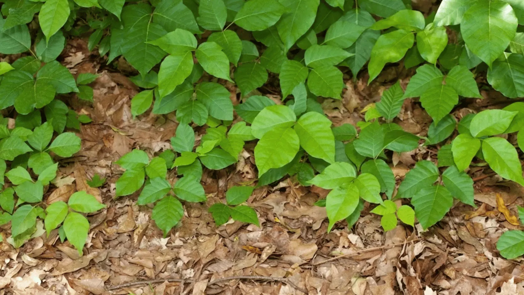 Dense green understory plants with broad leaves growing over a layer of dry brown forest leaves.