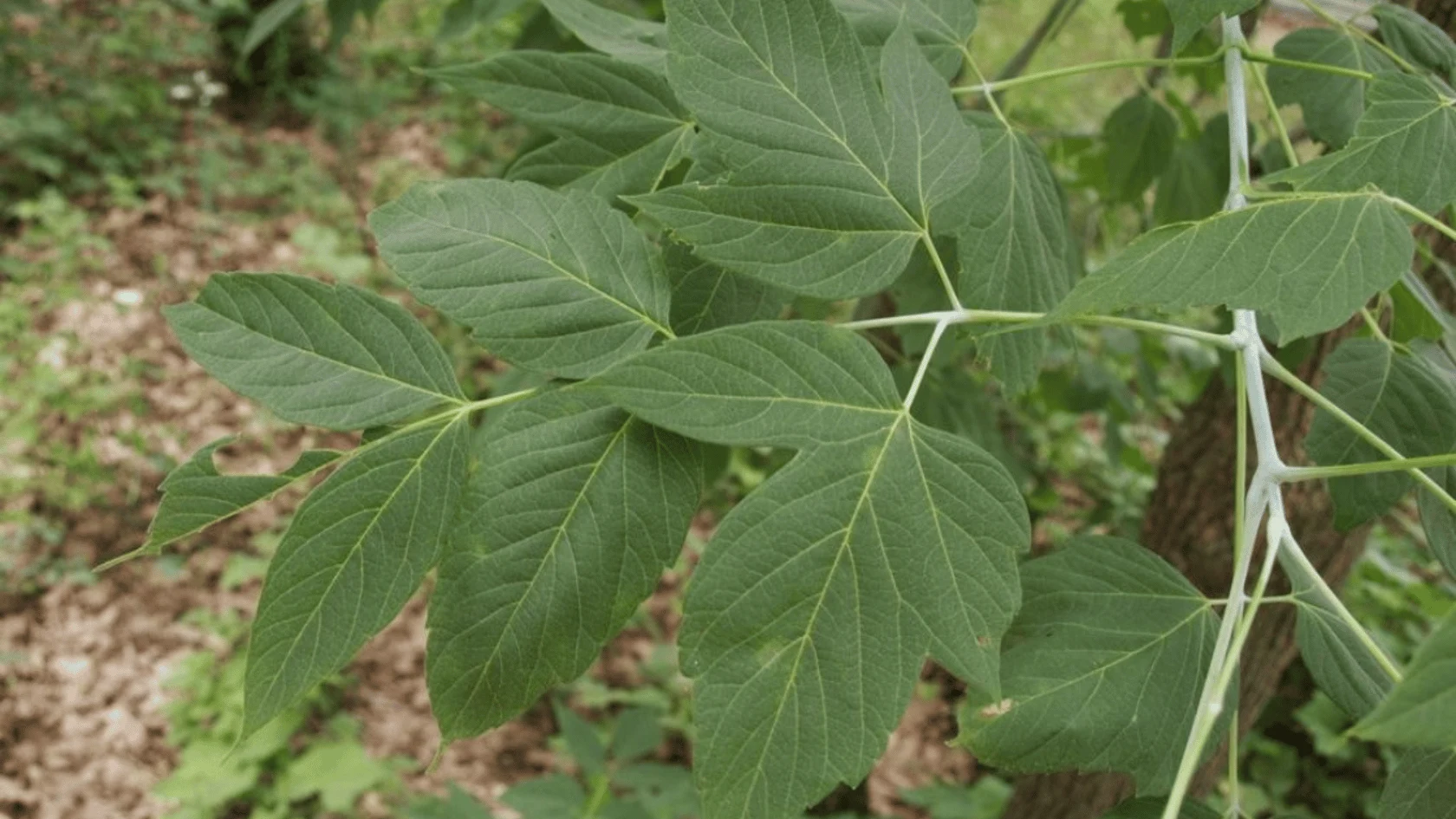 Green compound leaves with serrated leaflets growing on a woody plant in a garden.