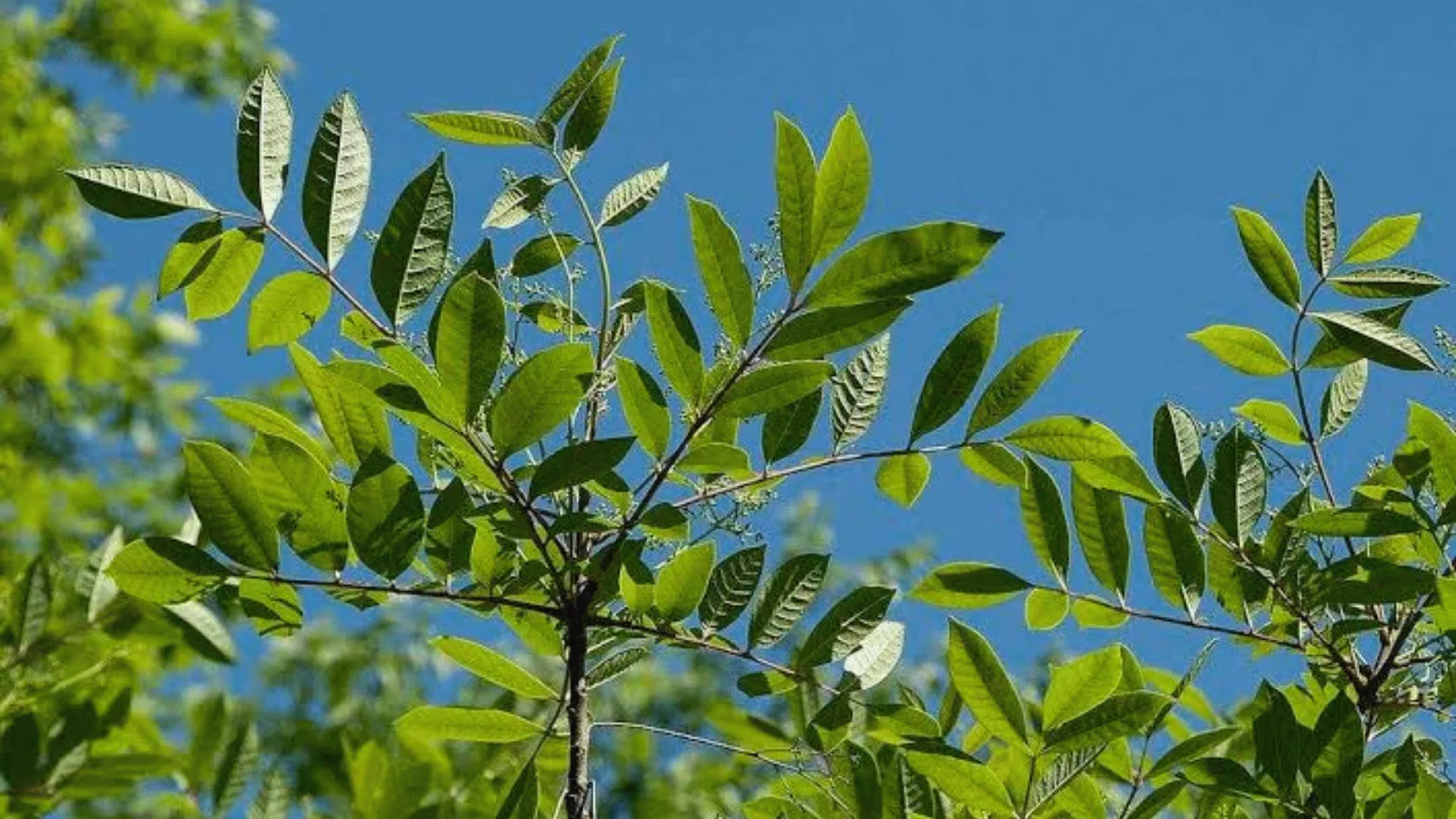 Green leafy tree branches spread against a clear blue sky, with sunlight highlighting the textured leaves.