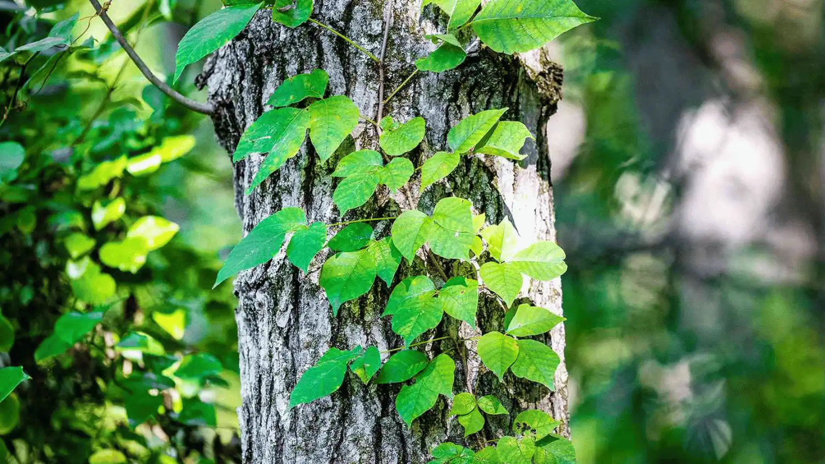 Green vine with heart-shaped leaves climbing a textured tree trunk in a sunlit forest.