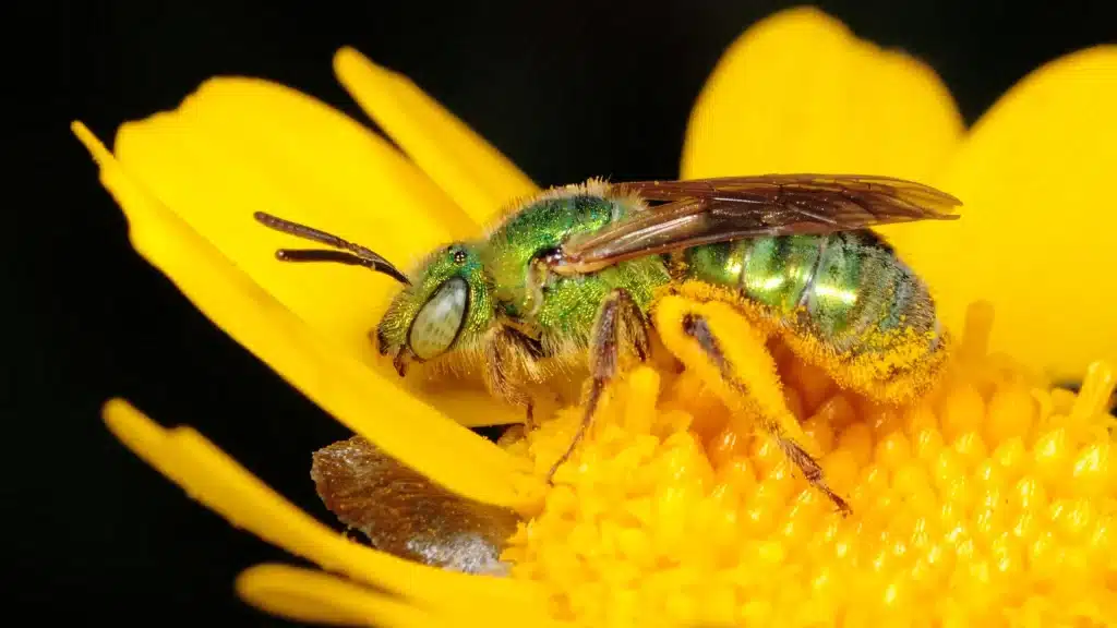 how-to-get-rid-of-sweat-bees