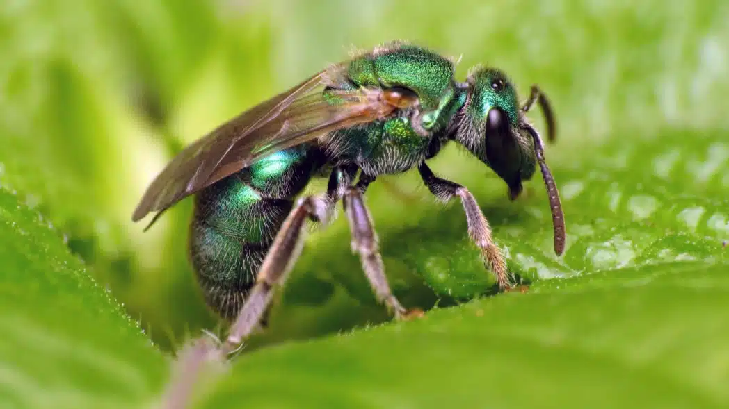 A green and yellow sweat bee perched on a green stem, showcasing its vibrant colors against the natural background.