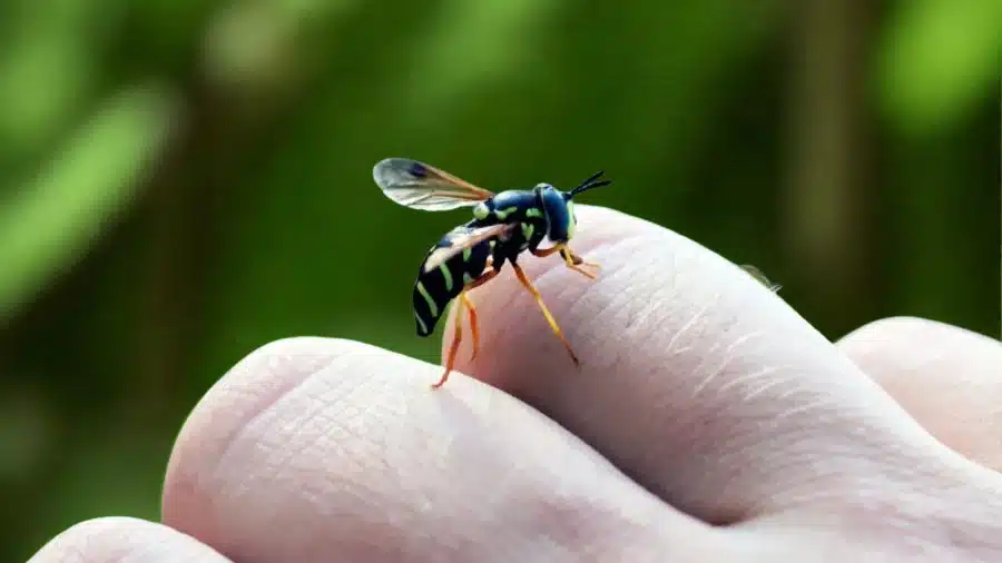 A close-up of a sweat bee perched on a person's finger, showcasing its distinct yellow and black markings.