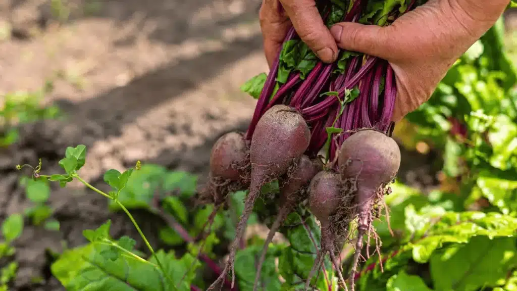 A hand holds a bunch of freshly harvested beets with purple stems and soil-covered roots over a garden bed.