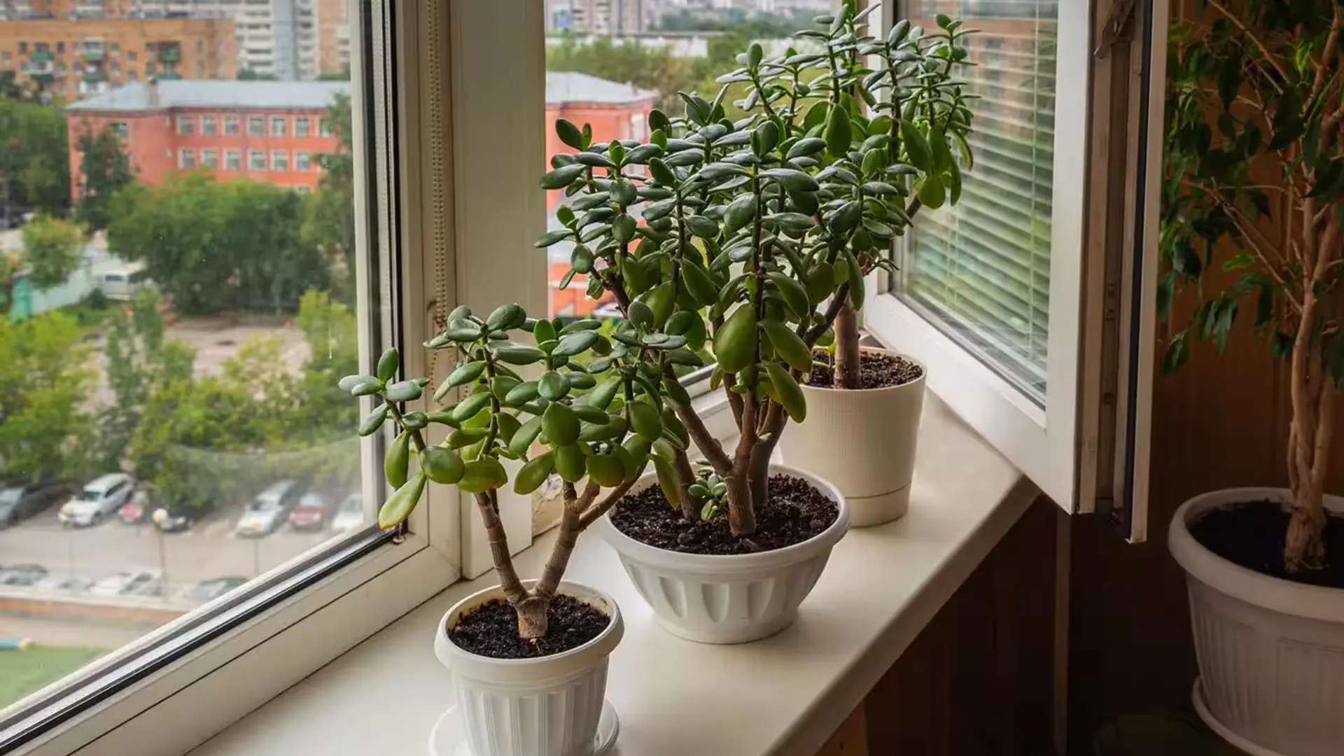 Jade plant in a white pot displayed on a bright windowsill alongside other indoor plants.