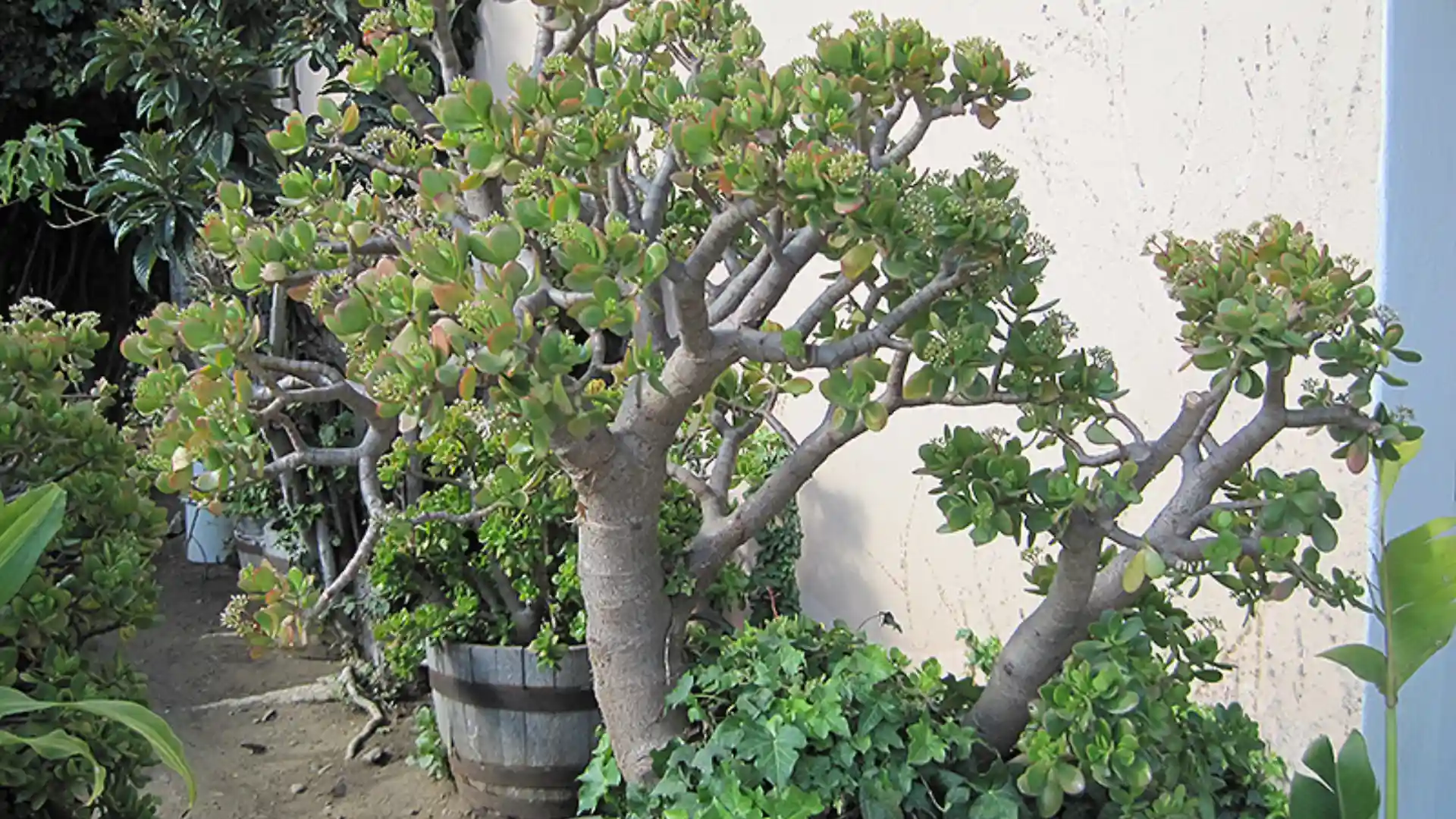 Jade plants growing in pots as part of an indoor plant collection.