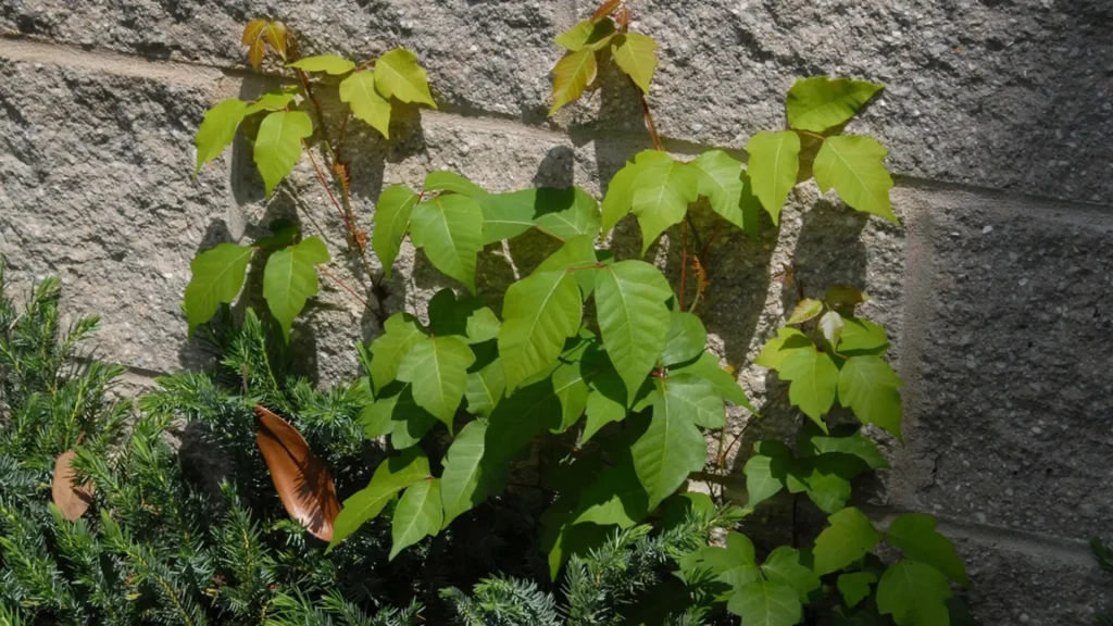 Young green vine with broad leaves growing against a rough stone wall beside evergreen foliage.