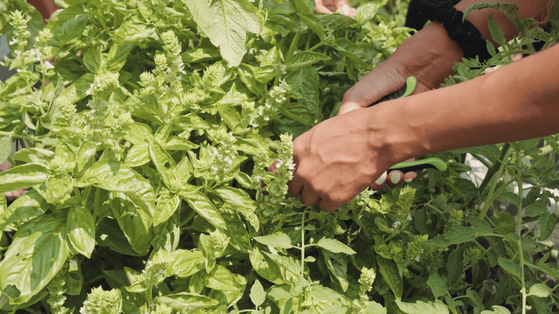 Hands use green-handled pruning shears to cut leaves from a tomato plant.