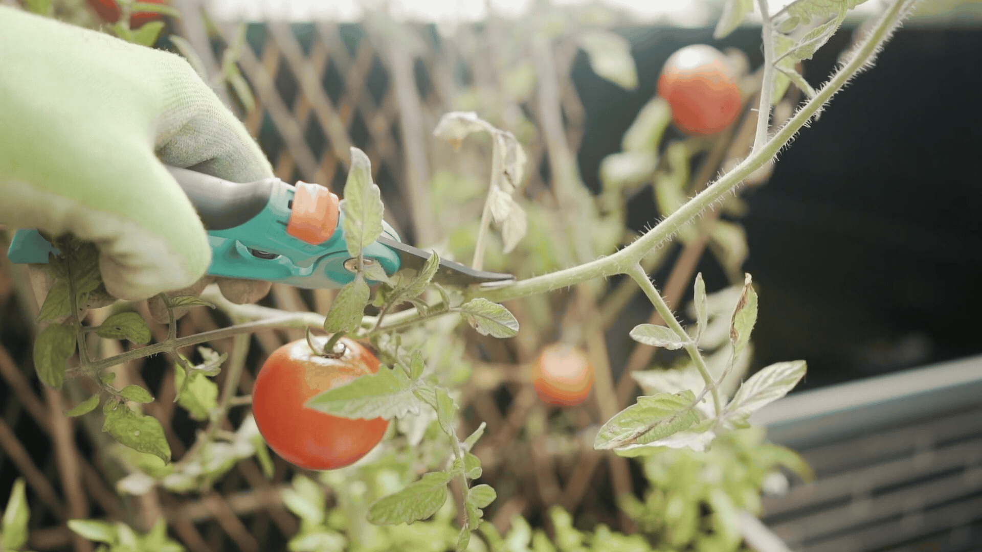 A gloved hand uses pruning shears to cut a tomato plant suckers, with several red tomatoes and green leaves visible.