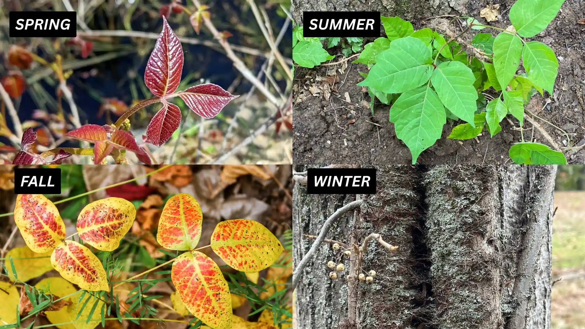 Seasonal change in poison ivy in fall, featuring diverse leaf colors and shapes, highlighting seasonal changes