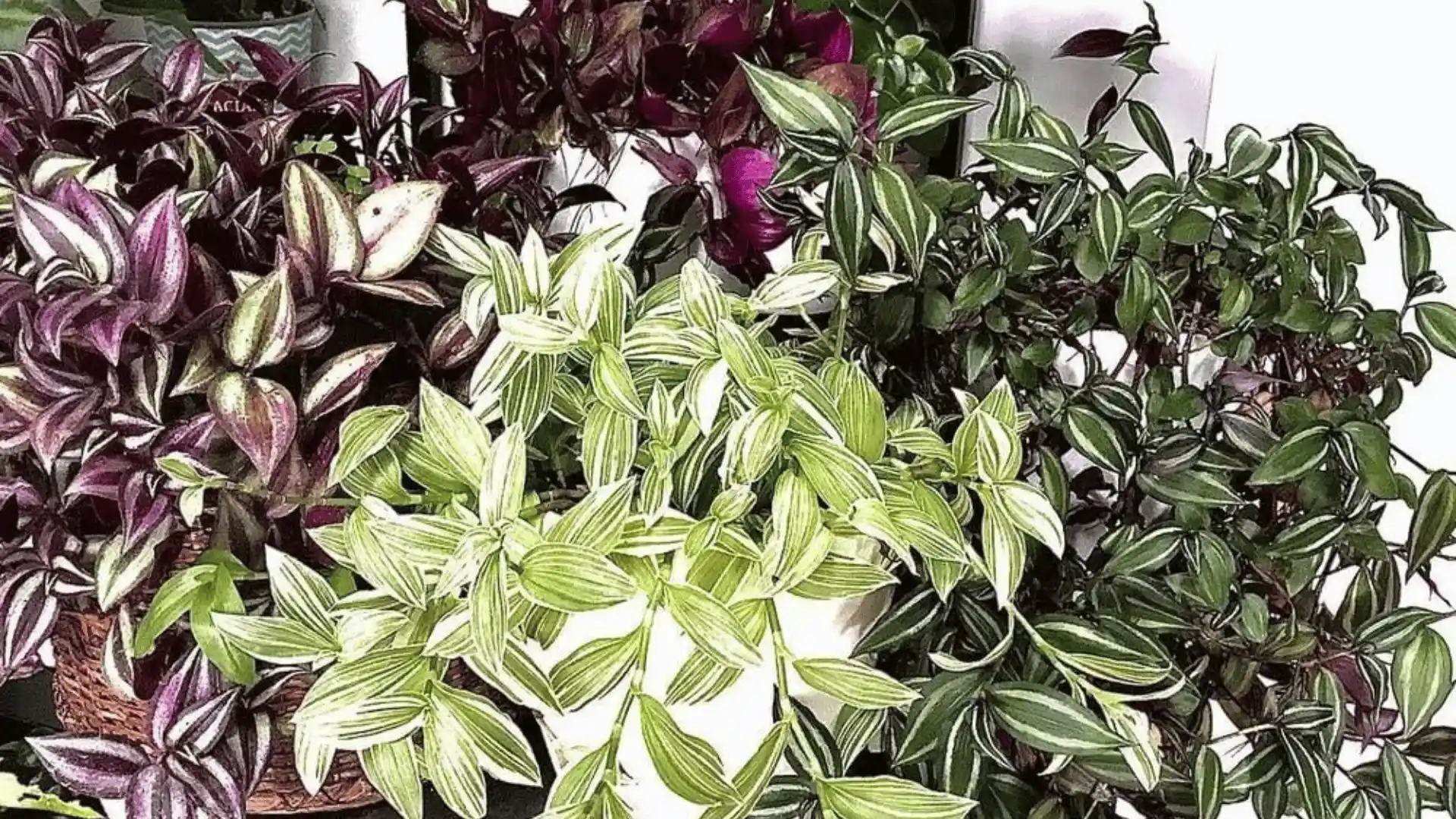 Several varieties of purple and green striped leafy plants fill the frame, with dense overlapping foliage against a white background.