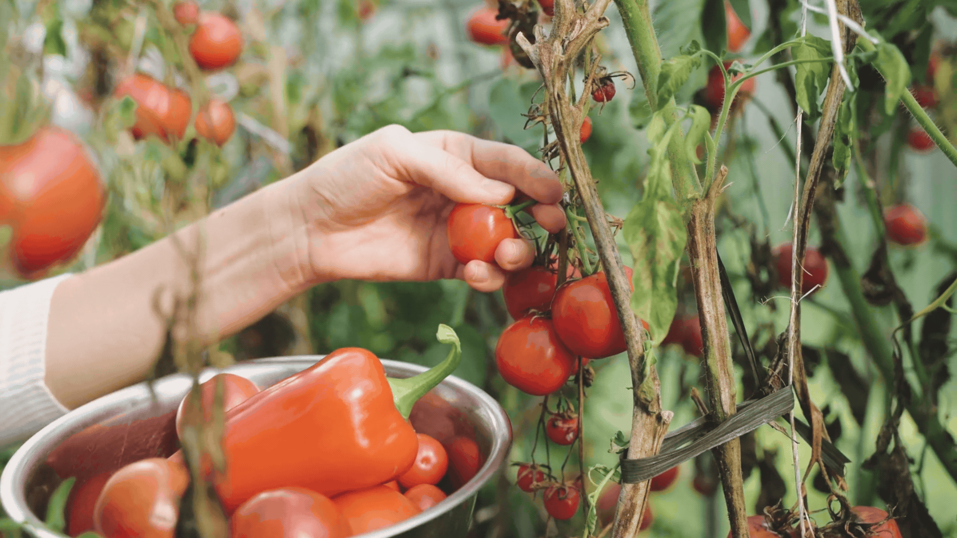 A hand picks a ripe tomato from a plant beside a bowl filled with red tomatoes.