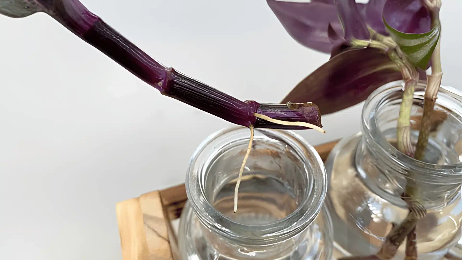 Tradescantia zebrina stem cuttings rooting in glass jars of water for easy indoor plant propagation