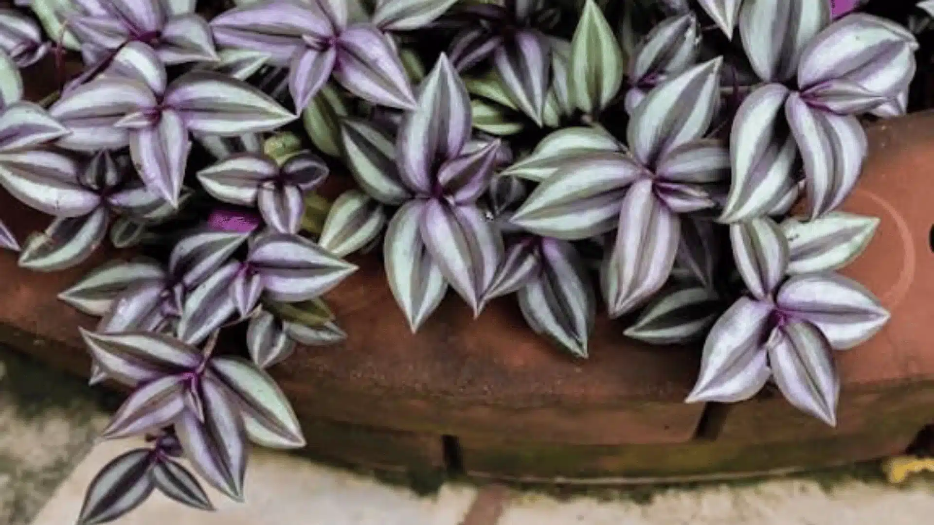 Trailing purple-and-green striped leaves spill over the edge of a terracotta planter.