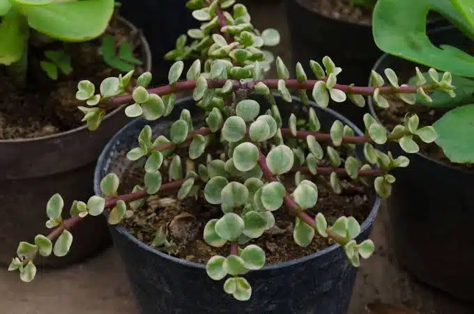 Variegated jade plant growing in a black pot with green and cream succulent leaves ideal for a bright indoor location with indirect sunlight