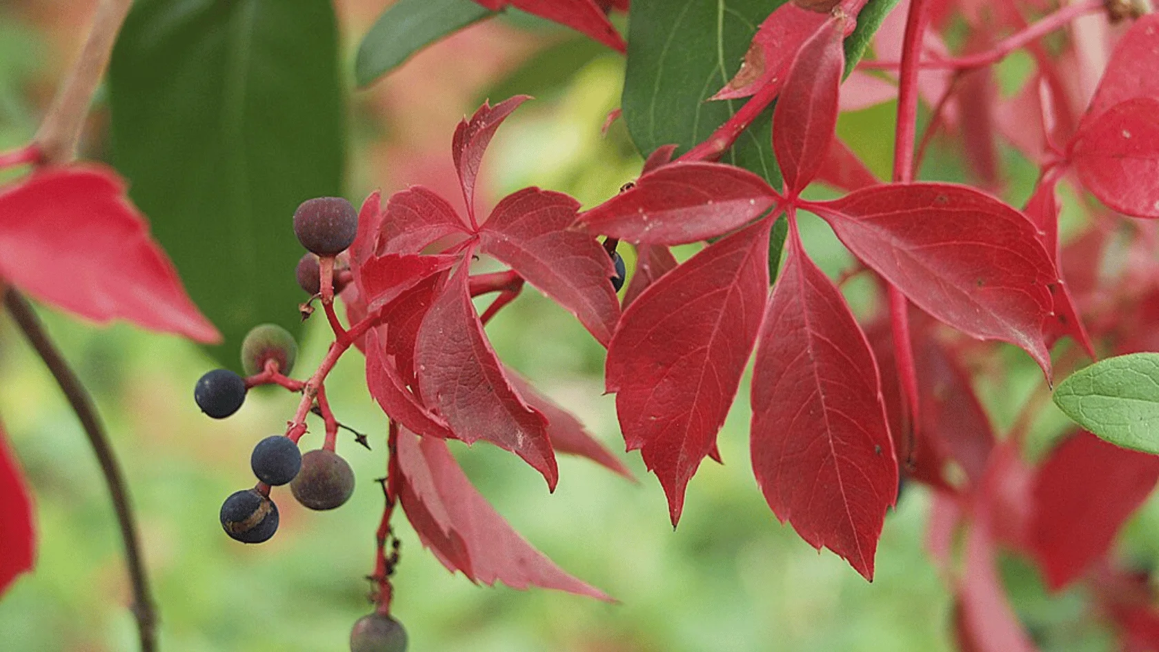 Vibrant red autumn leaves and clusters of dark berries on a Virginia creeper vine against a softly blurred green background.