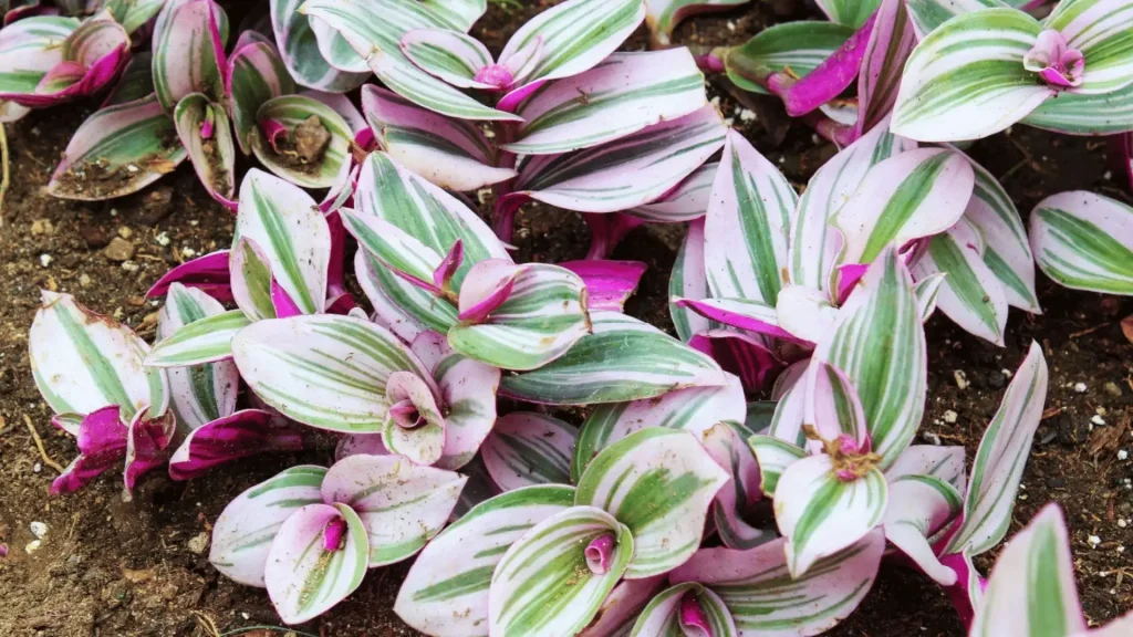 Pink, green, and white striped trailing plant leaves spread across dark soil, with several small pink-and-white flowers.