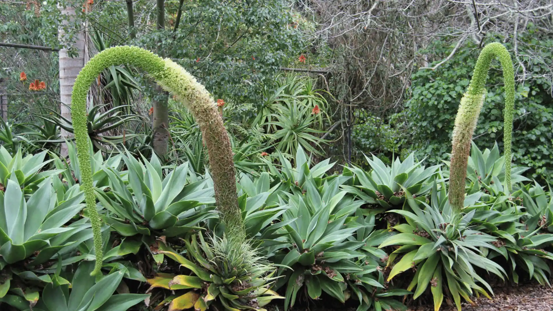 Dense garden bed of agave plants with several tall, curved green flower stalks, surrounded by trees and other vegetation.