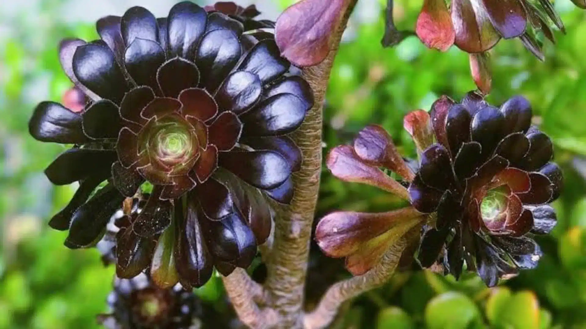 Black rose succulent with dark purple rosettes growing on woody stems outdoors