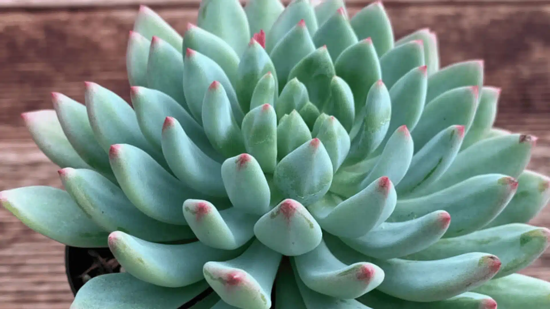 Blue-green succulent with thick, pointed leaves tipped in pink, growing in a black pot against a wooden background.