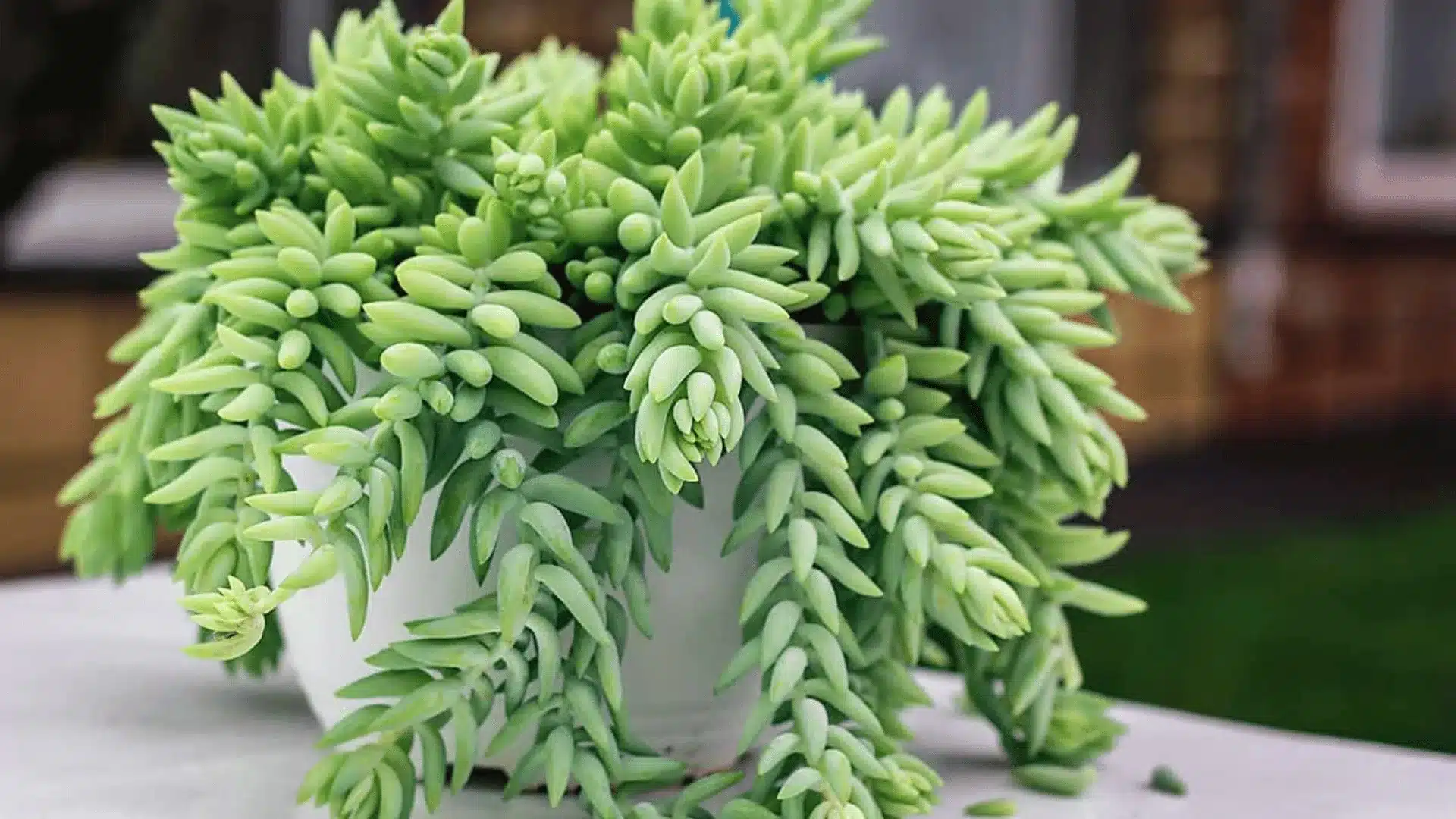 Burros tail succulent spilling over a white pot with dense pale green fleshy leaves