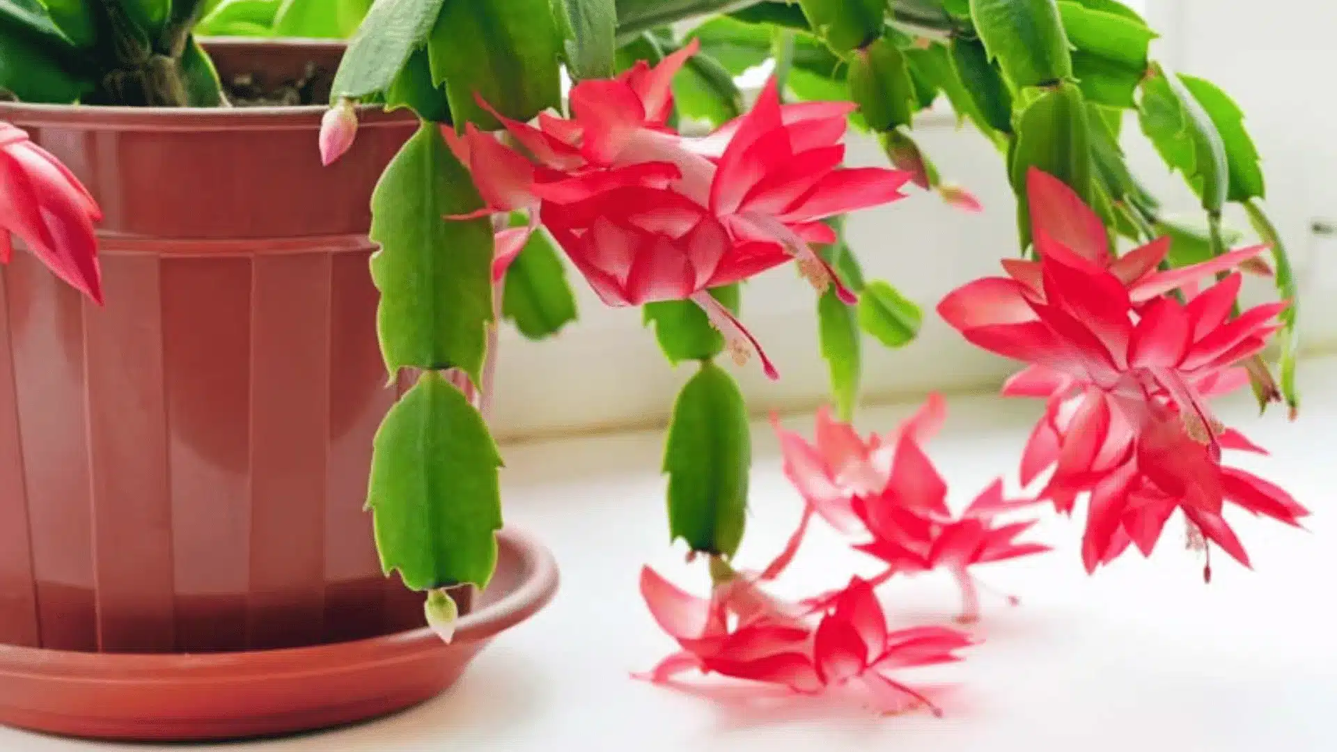 A Christmas cactus with green segmented stems and bright pink flowers spills over a terracotta pot and saucer.